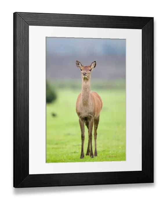 Framed Print : Red Deer (Cervus elaphus) hind, standing alert, Minsmere RSPB Reserve, Suffolk, England, october Framed Print : Red Deer (Cervus elaphus) hind, standing alert, Minsmere RSPB Reserve, Suffolk, England, october