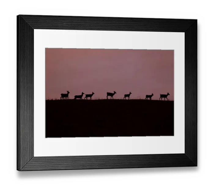 Framed Print : Red Deer (Cervus elaphus) hinds and calves, silhouetted at sunset, Minsmere RSPB Reserve, Suffolk, England, october Framed Print : Red Deer (Cervus elaphus) hinds and calves, silhouetted at sunset, Minsmere RSPB Reserve, Suffolk, England, october