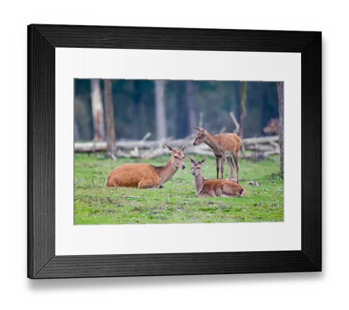 Framed Print : Red Deer (Cervus elaphus) hind with four month old calves, resting in woodland clearing, Minsmere RSPB Reserve, Suffolk, England, october Framed Print : Red Deer (Cervus elaphus) hind with four month old calves, resting in woodland clearing, Minsmere RSPB Reserve, Suffolk, England, october