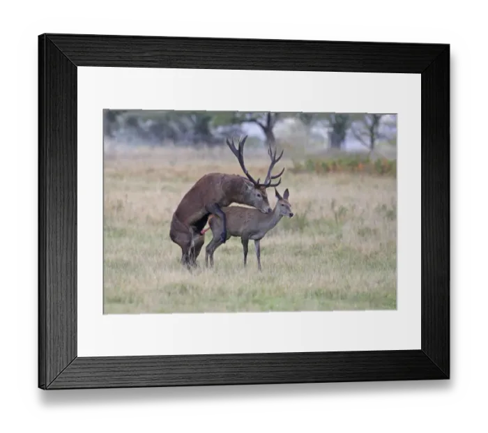 Framed Print : Red Deer (Cervus elaphus) stag mounting hind, mating, during rutting season, England, october Framed Print : Red Deer (Cervus elaphus) stag mounting hind, mating, during rutting season, England, october