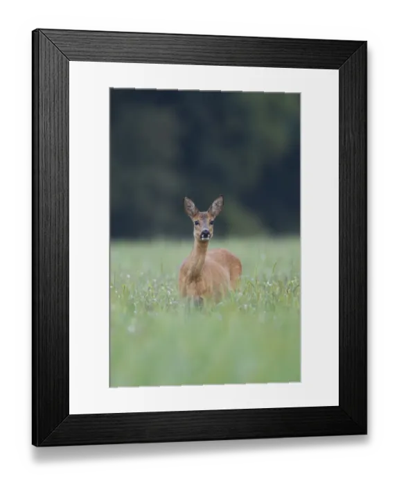 Framed Print : Roe Deer (Capreolus capreolus) doe, standing in grassy field, Netherlands, august Framed Print : Roe Deer (Capreolus capreolus) doe, standing in grassy field, Netherlands, august