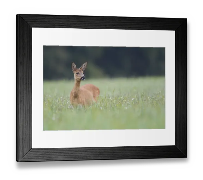 Framed Print : Roe Deer (Capreolus capreolus) doe, standing in grassy field, Netherlands, august