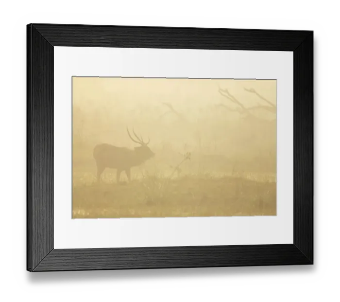 Framed Print : Sambar (Cervus unicolor) adult male, feeding, silhouetted in mist at dawn, Keoladeo Ghana N. P. (Bharatpur), Rajasthan, India