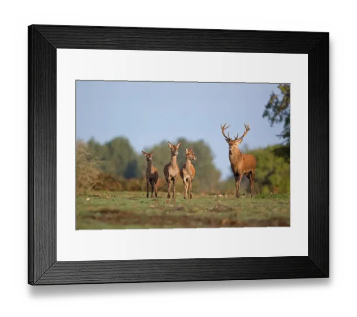 Framed Print : Red Deer (Cervus elaphus) stag with two hinds and calf, standing, during rutting season, Minsmere RSPB Reserve, Suffolk, England, october
