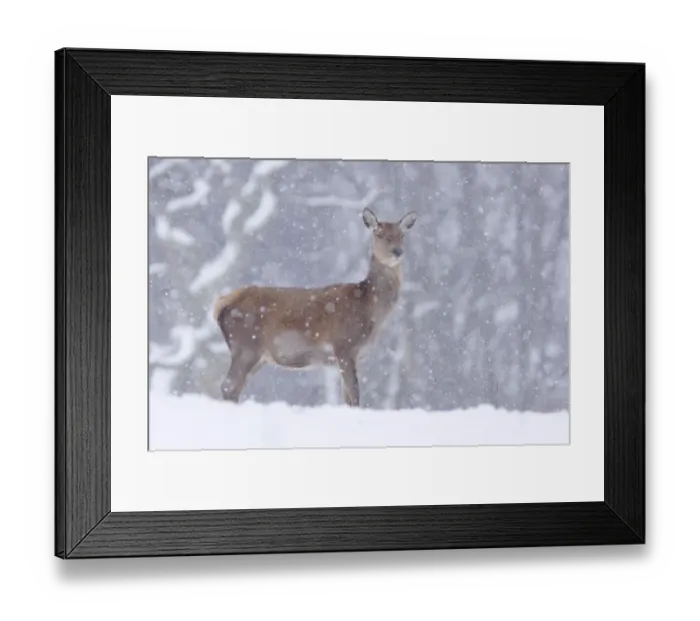 Framed Print : Red Deer (Cervus elaphus) hind, standing in snow during snowfall, Yorkshire, England, december Framed Print : Red Deer (Cervus elaphus) hind, standing in snow during snowfall, Yorkshire, England, december