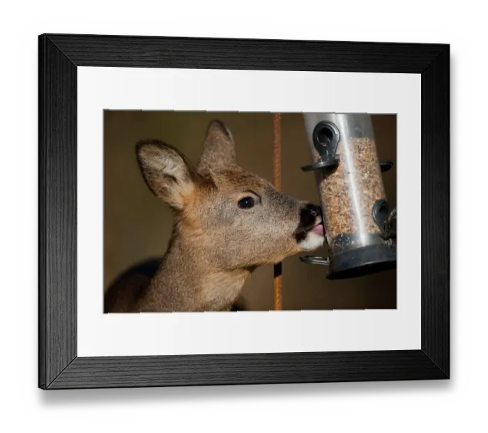 Framed Print : Western Roe Deer (Capreolus capreolus) doe, close-up of head, feeding on seed from birdfeeder in oak woodland, Norfolk, England, november Framed Print : Western Roe Deer (Capreolus capreolus) doe, close-up of head, feeding on seed from birdfeeder in oak woodland, Norfolk, England, november