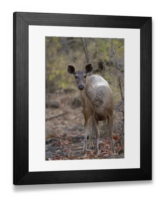 Framed Print : Sambar (Rusa unicolor) adult female, standing in forest, Bandhavgarh N. P. Madhya Pradesh, India Framed Print : Sambar (Rusa unicolor) adult female, standing in forest, Bandhavgarh N. P. Madhya Pradesh, India