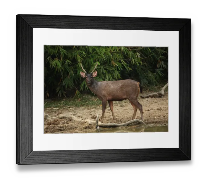 Framed Print : Sambar (Cervus unicolor) adult male, standing at edge of forest waterhole, Kaeng Krachan N. P. Thailand, february Framed Print : Sambar (Cervus unicolor) adult male, standing at edge of forest waterhole, Kaeng Krachan N. P. Thailand, february