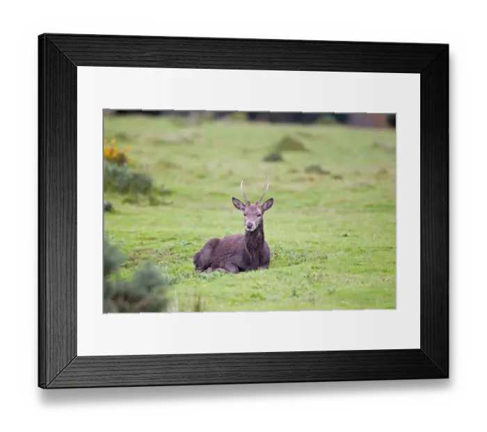 Framed Print : Red Deer (Cervus elaphus) yearling stag, muddy from wallowing, resting during rutting season, Minsmere RSPB Reserve, Suffolk, England, october Framed Print : Red Deer (Cervus elaphus) yearling stag, muddy from wallowing, resting during rutting season, Minsmere RSPB Reserve, Suffolk, England, october