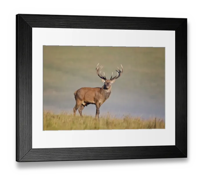 Framed Print : Red Deer (Cervus elaphus) stag, standing on misty dawn during rutting season, Minsmere RSPB Reserve, Suffolk, England, october Framed Print : Red Deer (Cervus elaphus) stag, standing on misty dawn during rutting season, Minsmere RSPB Reserve, Suffolk, England, october