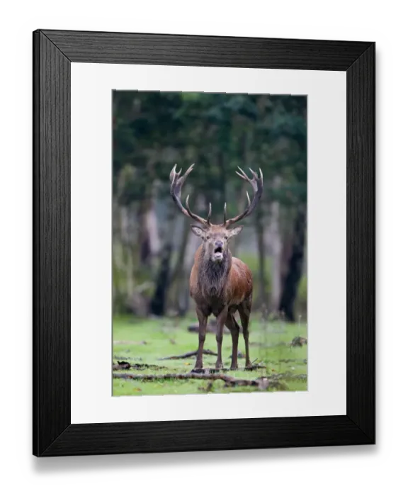 Framed Print : Red Deer (Cervus elaphus) stag, roaring, standing in woodland clearing, during rutting season, Minsmere RSPB Reserve, Suffolk, England, october Framed Print : Red Deer (Cervus elaphus) stag, roaring, standing in woodland clearing, during rutting season, Minsmere RSPB Reserve, Suffolk, England, october