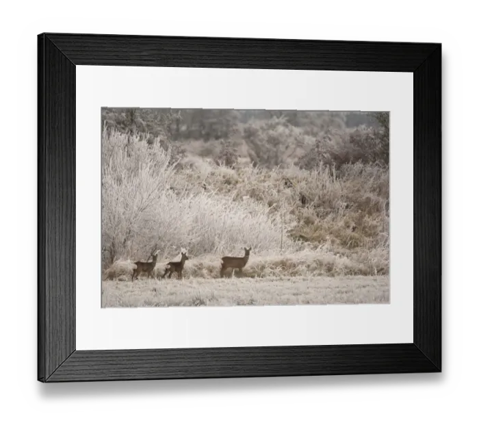 Framed Print : Western Roe Deer (Capreolus capreolus) doe with two fawns, standing on field margin in frost covered habitat, Dumfries and Galloway, Scotland, december Framed Print : Western Roe Deer (Capreolus capreolus) doe with two fawns, standing on field margin in frost covered habitat, Dumfries and Galloway, Scotland, december