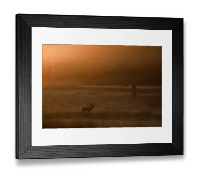 Framed Print : Red Deer (Cervus elaphus) stag, roaring, standing in parkland habitat at sunset during rut, Richmond Park, London, England, october
