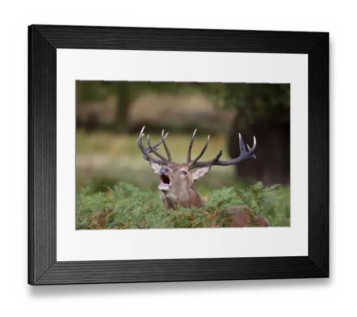 Framed Print : Red Deer (Cervus elaphus) stag, with broken antler, roaring amongst bracken during rut, Richmond Park, London, England, october
