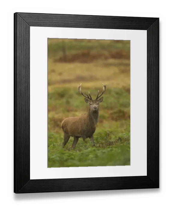 Framed Print : Red Deer (Cervus elaphus) stag, standing amongst bracken, during rutting season, Bradgate Park, Leicestershire, England, november Framed Print : Red Deer (Cervus elaphus) stag, standing amongst bracken, during rutting season, Bradgate Park, Leicestershire, England, november