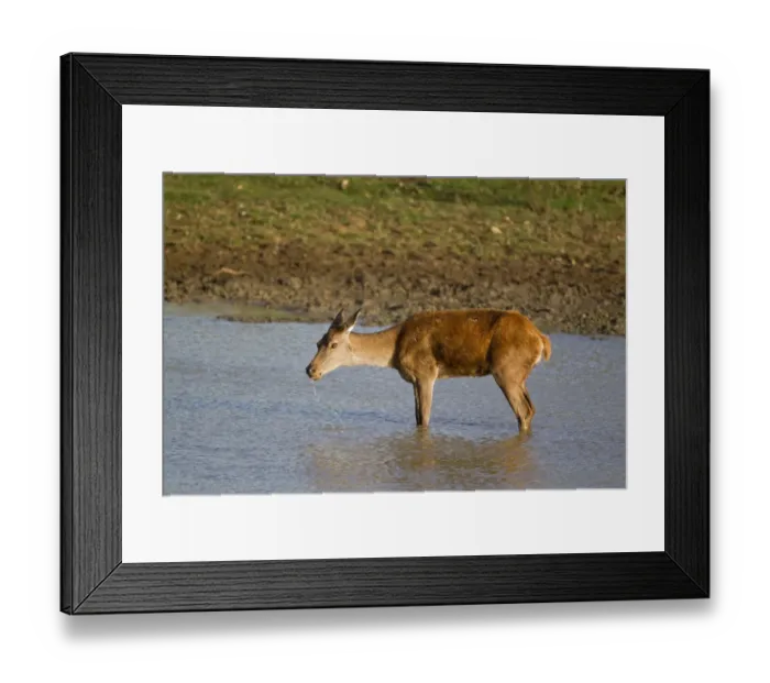 Framed Print : Red Deer (Cervus elaphus) hind, drinking in pool, during rutting season, Minsmere RSPB Reserve, Suffolk, England, october Framed Print : Red Deer (Cervus elaphus) hind, drinking in pool, during rutting season, Minsmere RSPB Reserve, Suffolk, England, october