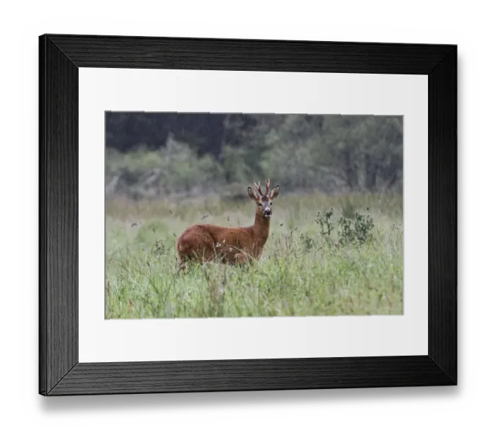 Framed Print : Western Roe Deer (Capreolus capreolus) buck, standing in meadow during rainfall, Speyside, Highlands, Scotland, august Framed Print : Western Roe Deer (Capreolus capreolus) buck, standing in meadow during rainfall, Speyside, Highlands, Scotland, august