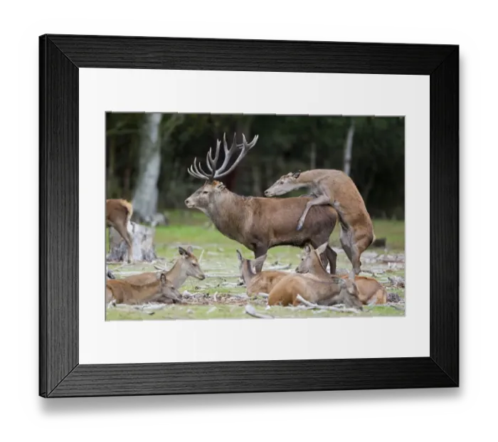 Framed Print : Red Deer (Cervus elaphus) adult pair, hind mounting stag, bulling behaviour during rutting season, Minsmere RSPB Reserve, Suffolk, England, october Framed Print : Red Deer (Cervus elaphus) adult pair, hind mounting stag, bulling behaviour during rutting season, Minsmere RSPB Reserve, Suffolk, England, october