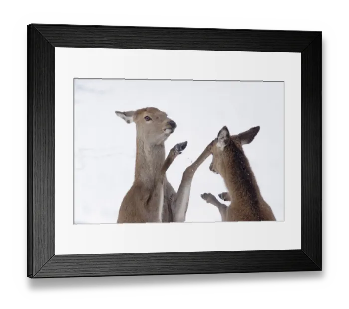 Framed Print : Red Deer (Cervus elaphus) two hinds, boxing, fighting to establish dominance in snow, close-up of heads and front legs, Yorkshire, England, december