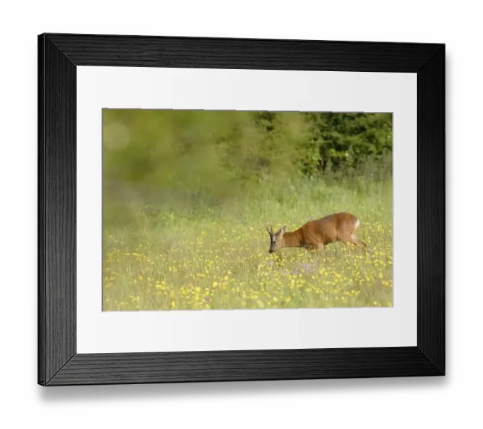 Framed Print : Western Roe Deer (Capreolus capreolus) buck, feeding on buttercups in meadow on farmland, Yorkshire, England, june Framed Print : Western Roe Deer (Capreolus capreolus) buck, feeding on buttercups in meadow on farmland, Yorkshire, England, june