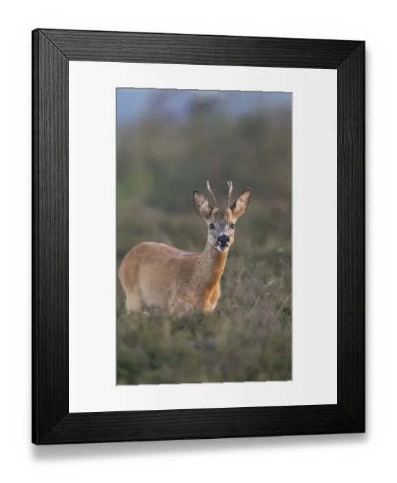 Framed Print : Roe Deer (Capreolus capreolus) buck, feeding in heathland at edge of woodland, Netherlands, august Framed Print : Roe Deer (Capreolus capreolus) buck, feeding in heathland at edge of woodland, Netherlands, august