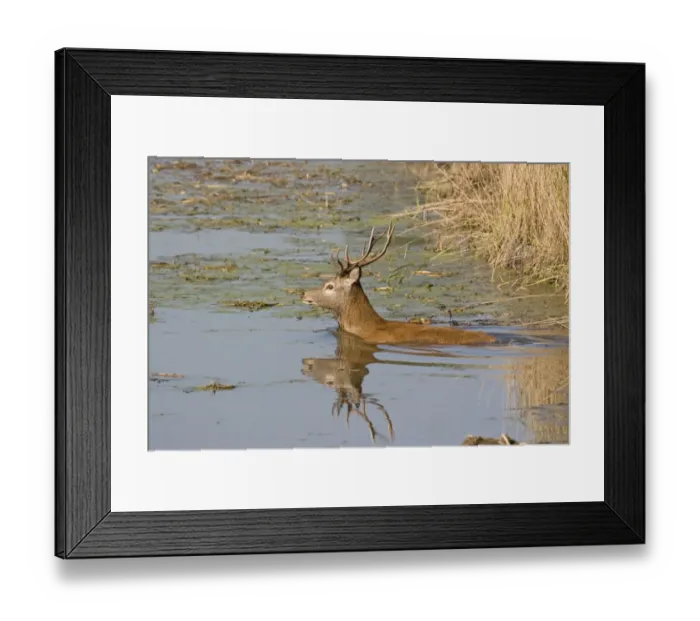 Framed Print : Red Deer (Cervus elaphus) stag, swimming in wetland, Minsmere RSPB Reserve, Suffolk, England, october Framed Print : Red Deer (Cervus elaphus) stag, swimming in wetland, Minsmere RSPB Reserve, Suffolk, England, october