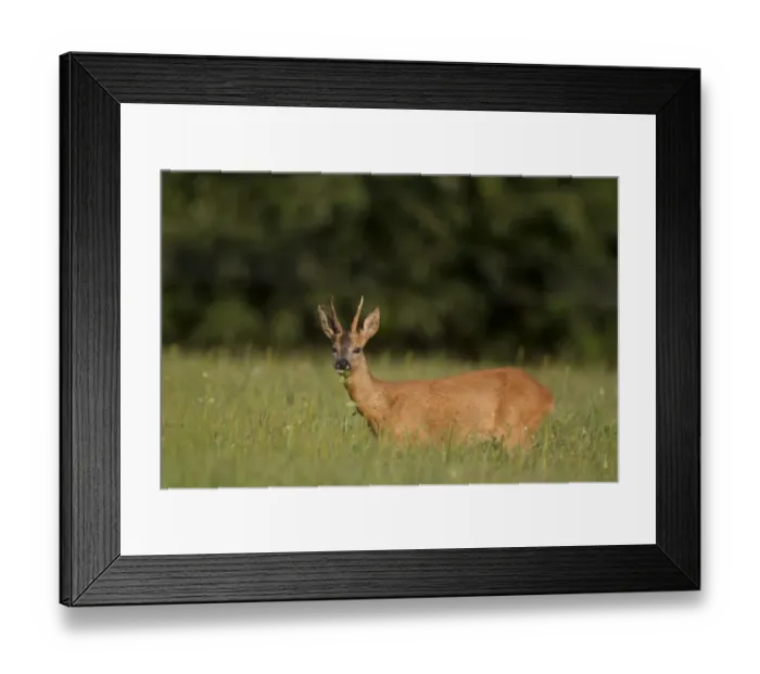 Framed Print : Roe Deer (Capreolus capreolus) buck, feeding in grassy field, Netherlands, august Framed Print : Roe Deer (Capreolus capreolus) buck, feeding in grassy field, Netherlands, august
