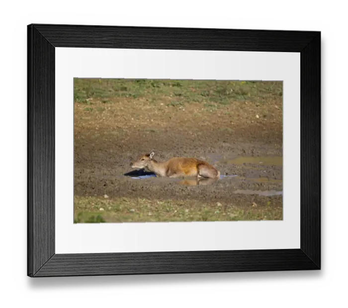 Framed Print : Red Deer (Cervus elaphus) hind, wallowing in mud, during rutting season, Minsmere RSPB Reserve, Suffolk, England, october
