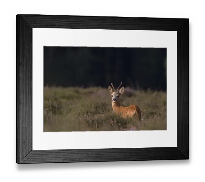Framed Print : Roe Deer (Capreolus capreolus) buck, standing in heathland at edge of woodland, Netherlands, august Framed Print : Roe Deer (Capreolus capreolus) buck, standing in heathland at edge of woodland, Netherlands, august