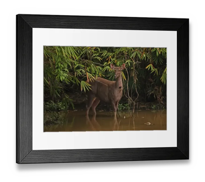 Framed Print : Sambar (Rusa unicolor) adult female, with fly infested wound on throat, standing at edge of forest waterhole, Kaeng Krachan N. P. Thailand, november Framed Print : Sambar (Rusa unicolor) adult female, with fly infested wound on throat, standing at edge of forest waterhole, Kaeng Krachan N. P. Thailand, november