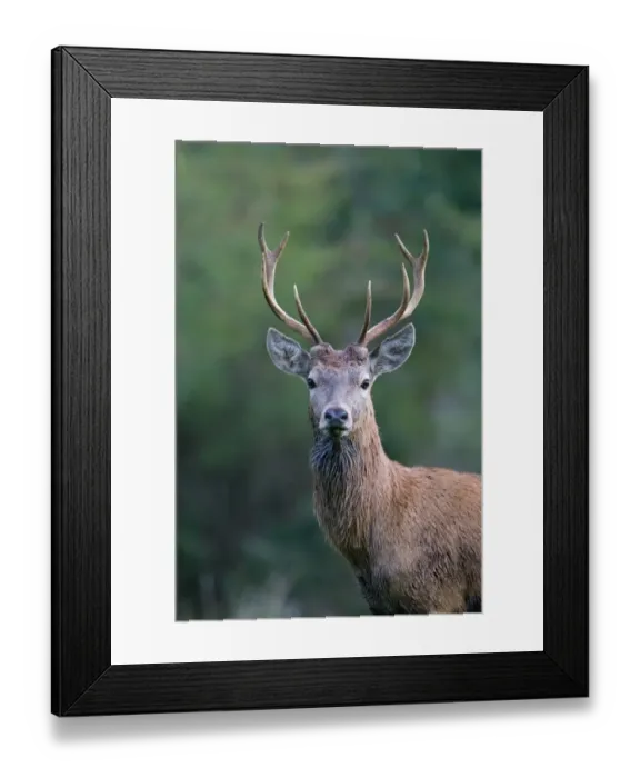 Framed Print : Red Deer (Cervus elaphus) immature stag, close-up of head and neck, during rutting season, Minsmere RSPB Reserve, Suffolk, England, october Framed Print : Red Deer (Cervus elaphus) immature stag, close-up of head and neck, during rutting season, Minsmere RSPB Reserve, Suffolk, England, october