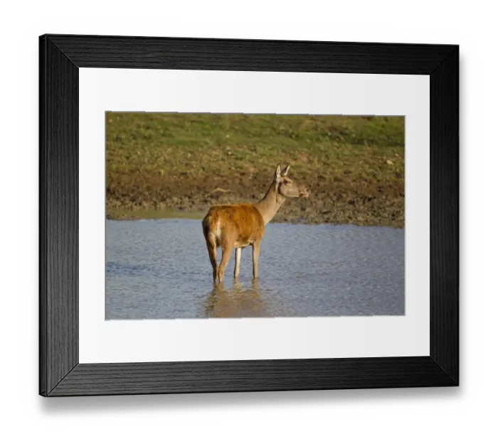 Framed Print : Red Deer (Cervus elaphus) hind, wading in pool, during rutting season, Minsmere RSPB Reserve, Suffolk, England, october