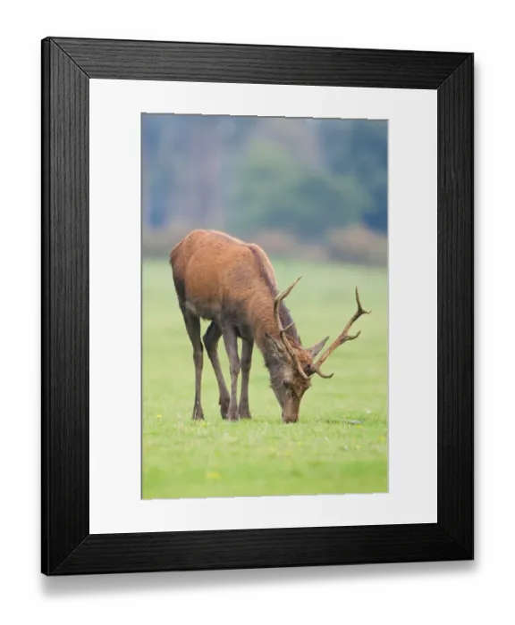 Framed Print : Red Deer (Cervus elaphus) stag, grazing, during rutting season, Minsmere RSPB Reserve, Suffolk, England, october Framed Print : Red Deer (Cervus elaphus) stag, grazing, during rutting season, Minsmere RSPB Reserve, Suffolk, England, october