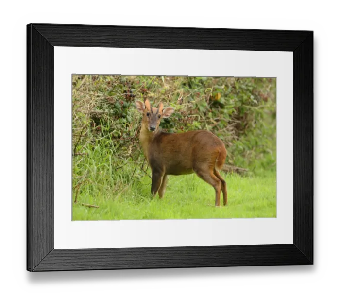 Framed Print : Chinese Muntjac (Muntiacus reevesi) introduced species, immature male, standing beside Bramble (Rubus fruticosus) with blackberries, Norfolk, England, september