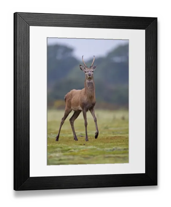 Framed Print : Red Deer (Cervus elaphus) young stag, standing alert during rutting season, Minsmere RSPB Reserve, Suffolk, England, october Framed Print : Red Deer (Cervus elaphus) young stag, standing alert during rutting season, Minsmere RSPB Reserve, Suffolk, England, october