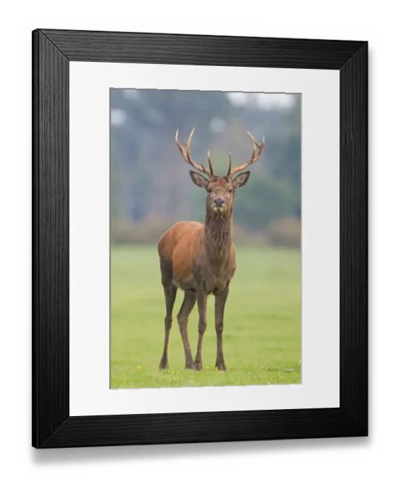 Framed Print : Red Deer (Cervus elaphus) stag, standing, during rutting season, Minsmere RSPB Reserve, Suffolk, England, october