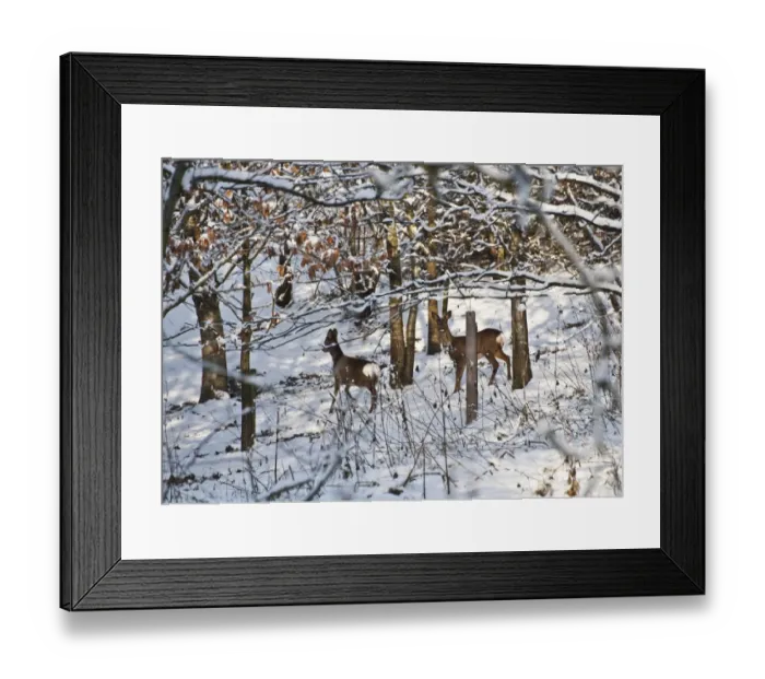 Framed Print : Western Roe Deer (Capreolus capreolus) two does, in snow covered conservation woodland, Chipping, Lancashire, England, december Framed Print : Western Roe Deer (Capreolus capreolus) two does, in snow covered conservation woodland, Chipping, Lancashire, England, december