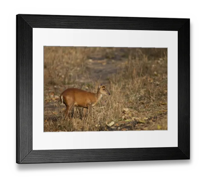 Framed Print : Indian Muntjac (Muntiacus muntjak) adult female, standing in grass, Kanha N. P. Madhya Pradesh, India
