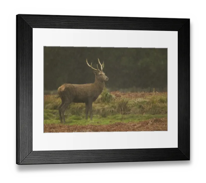Framed Print : Red Deer (Cervus elaphus) stag, standing in rainstorm, during rutting season, Bradgate Park, Leicestershire, England, november Framed Print : Red Deer (Cervus elaphus) stag, standing in rainstorm, during rutting season, Bradgate Park, Leicestershire, England, november
