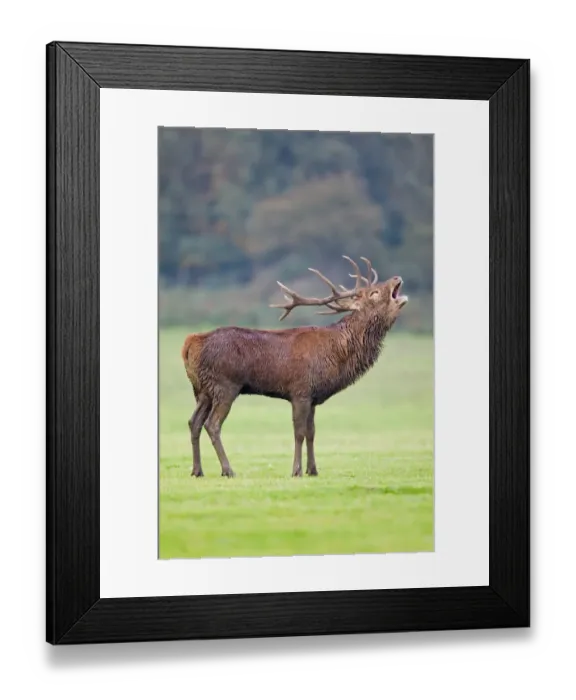 Framed Print : Red Deer (Cervus elaphus) stag, roaring, during rutting season, Minsmere RSPB Reserve, Suffolk, England, october Framed Print : Red Deer (Cervus elaphus) stag, roaring, during rutting season, Minsmere RSPB Reserve, Suffolk, England, october