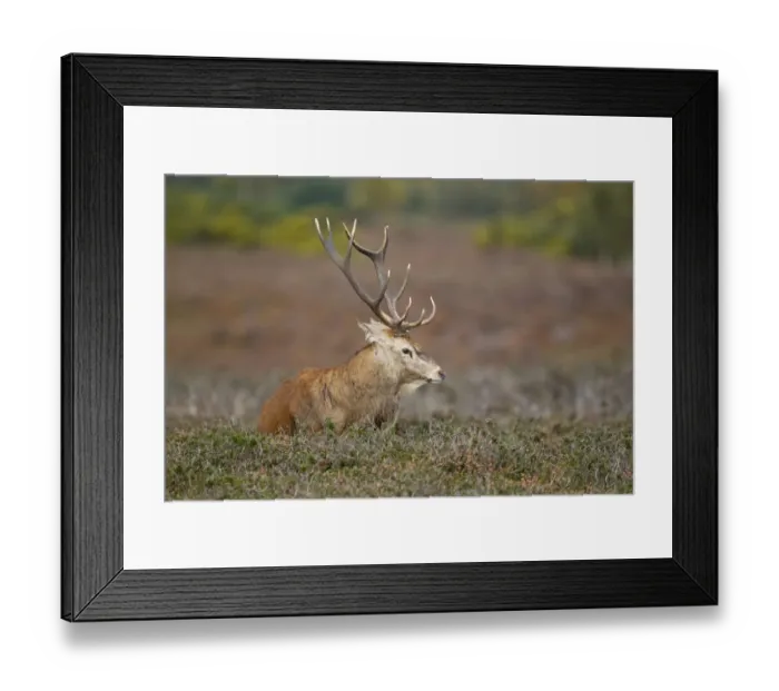 Framed Print : Red Deer (Cervus elaphus) stag, resting on heathland during rutting season, Minsmere RSPB Reserve, Suffolk, England, october Framed Print : Red Deer (Cervus elaphus) stag, resting on heathland during rutting season, Minsmere RSPB Reserve, Suffolk, England, october