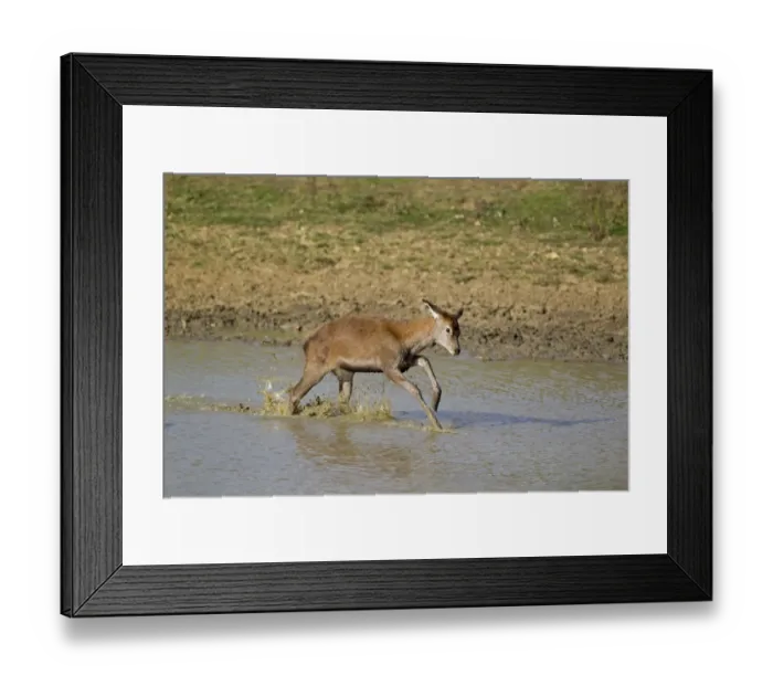 Framed Print : Red Deer (Cervus elaphus) calf, running through water, during rutting season, Minsmere RSPB Reserve, Suffolk, England, october