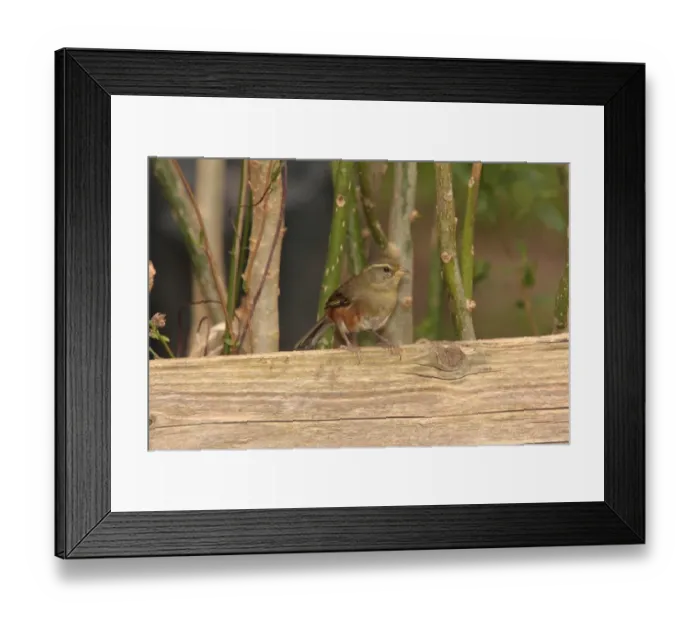 Framed Print : Grey-throated Warbling-finch (Poospiza cabanisi) adult, perched on wood, Otamendi, Buenos Aires, Argentina, august Framed Print : Grey-throated Warbling-finch (Poospiza cabanisi) adult, perched on wood, Otamendi, Buenos Aires, Argentina, august