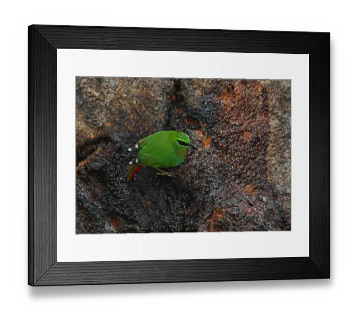 Framed Print : Fire-tailed Myzornis (Myzornis pyrrhoura) adult, feeding on tree sap, Eaglenest Wildlife Sanctuary, Arunachal Pradesh, India, january Framed Print : Fire-tailed Myzornis (Myzornis pyrrhoura) adult, feeding on tree sap, Eaglenest Wildlife Sanctuary, Arunachal Pradesh, India, january