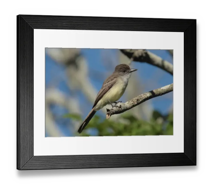 Framed Print : Short-crested Flycatcher (Myiarchus ferox) adult, perched on twig, Colonia Carlos Pellegrini, Corrientes, Argentina, november