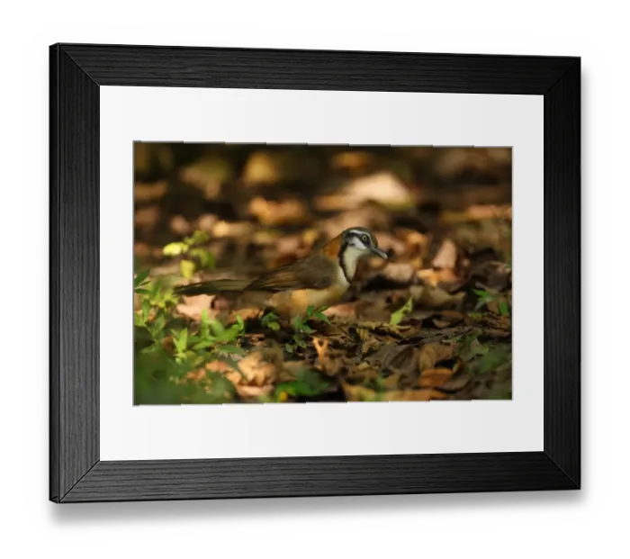 Framed Print : Lesser Necklaced Laughingthrush (Garrulax monileger) adult, standing on forest floor, Kaeng Krachan N. P. Thailand, november Framed Print : Lesser Necklaced Laughingthrush (Garrulax monileger) adult, standing on forest floor, Kaeng Krachan N. P. Thailand, november