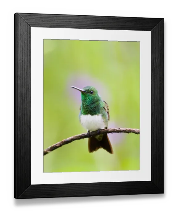 Framed Print : Snowy-bellied Hummingbird (Amazilia edward) adult, perched on stem, El Valle, Panama Framed Print : Snowy-bellied Hummingbird (Amazilia edward) adult, perched on stem, El Valle, Panama