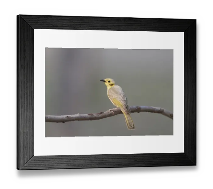 Framed Print : Yellow-tinted Honeyeater (Lichenostomus flavescens) adult, perched on branch, Kakadu, Northern Territory, Australia, september Framed Print : Yellow-tinted Honeyeater (Lichenostomus flavescens) adult, perched on branch, Kakadu, Northern Territory, Australia, september