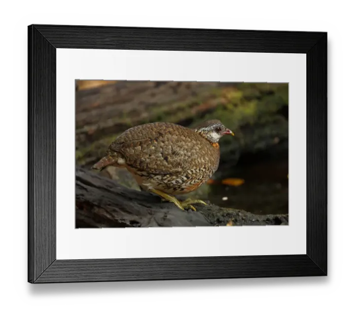 Framed Print : Scaly-breasted Partridge (Arborophila chloropus) adult, approaching forest pool, Kaeng Krachan N. P. Thailand, february Framed Print : Scaly-breasted Partridge (Arborophila chloropus) adult, approaching forest pool, Kaeng Krachan N. P. Thailand, february
