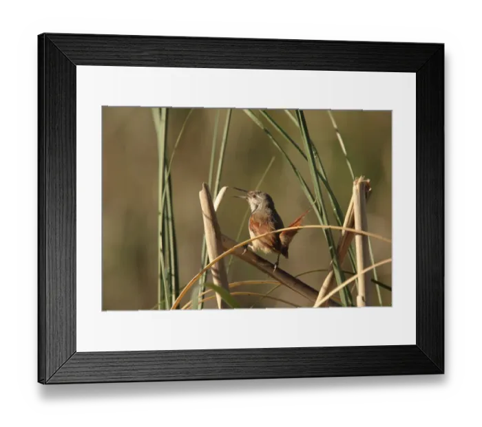Framed Print : Straight-billed Reedhaunter (Limnoctites rectirostris) adult, singing, perched on stem, Reserva Natural Otamendi, Buenos Aires, Argentina, october Framed Print : Straight-billed Reedhaunter (Limnoctites rectirostris) adult, singing, perched on stem, Reserva Natural Otamendi, Buenos Aires, Argentina, october
